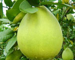 Tinh dầu Vỏ Bưởi