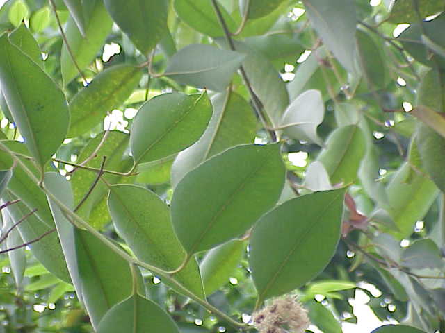 Tinh dầu khuynh diệp