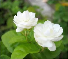 Tinh dầu nhài
